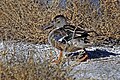 Photographed at Bosque del Apache NWR, NM.