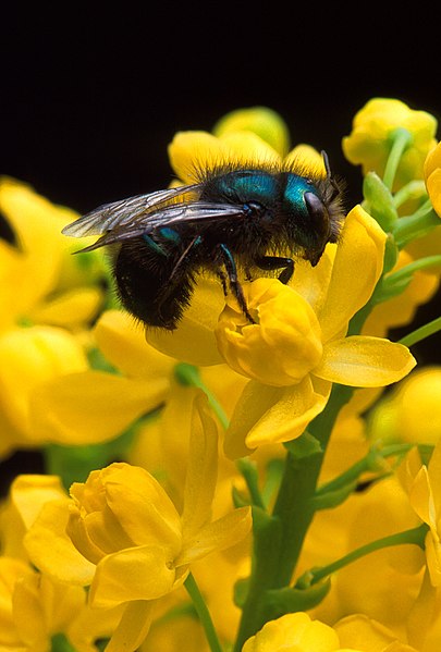 File:Osmia ribifloris bee.jpg