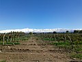 Vista hacia la Cordillera de los Andes