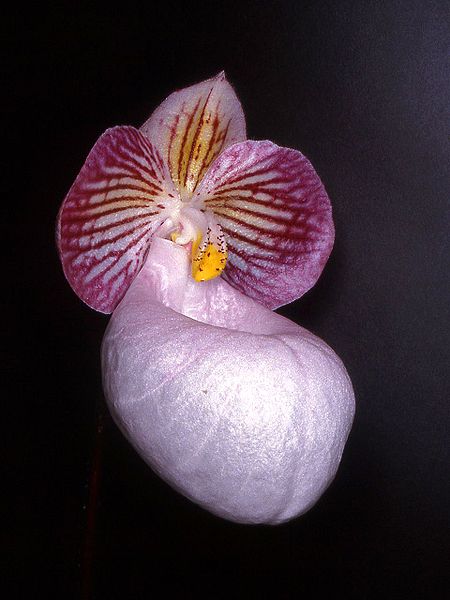 File:Paphiopedilum micranthum Orchi 01.jpg