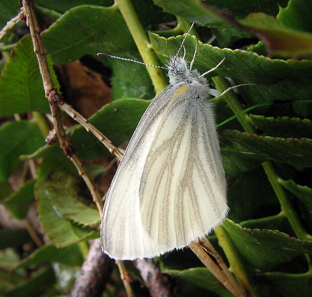 Archivo:Pieris virginiensis WV.jpg