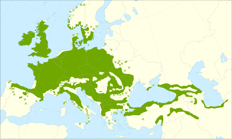 File:Quercus petraea range.svg