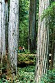 Visitors at Redwood National Park.