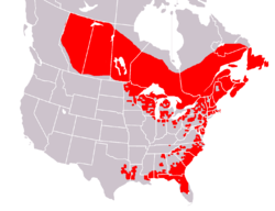 Sarracenia Distribución (todas las especies)