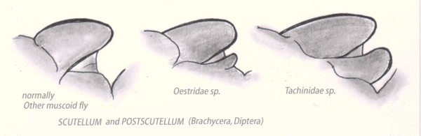 Comparision of postscutellum on Tachnid verus other Diptera