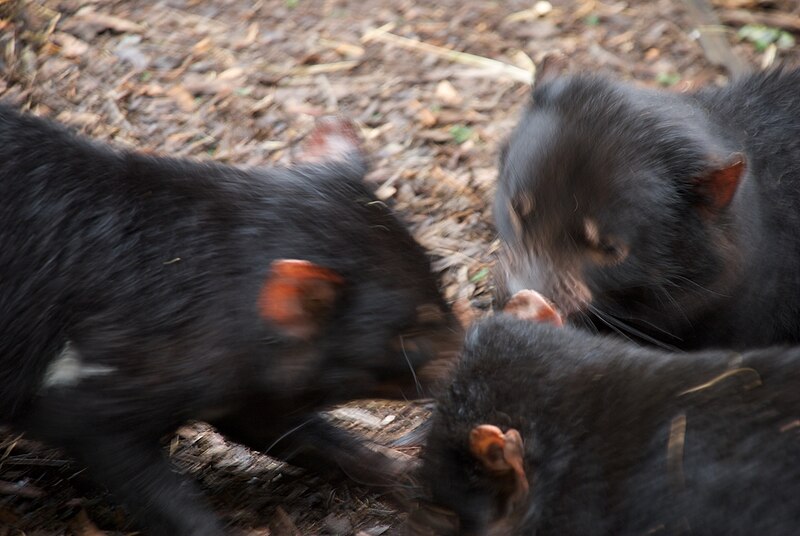 File:Tasmanian Devils feeding.jpg