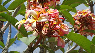 Plumeria rubra en el estado Miranda.