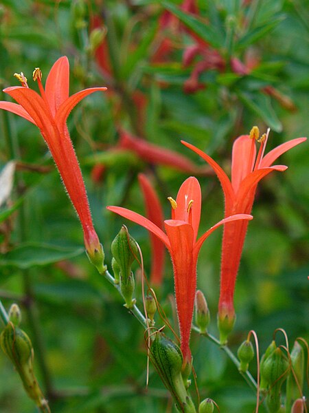 File:Anisacanthus quadrifidus wrightii.jpg