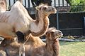 Bactrian camels