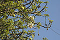 Baobab flowers in Mulund, Mumbai, India