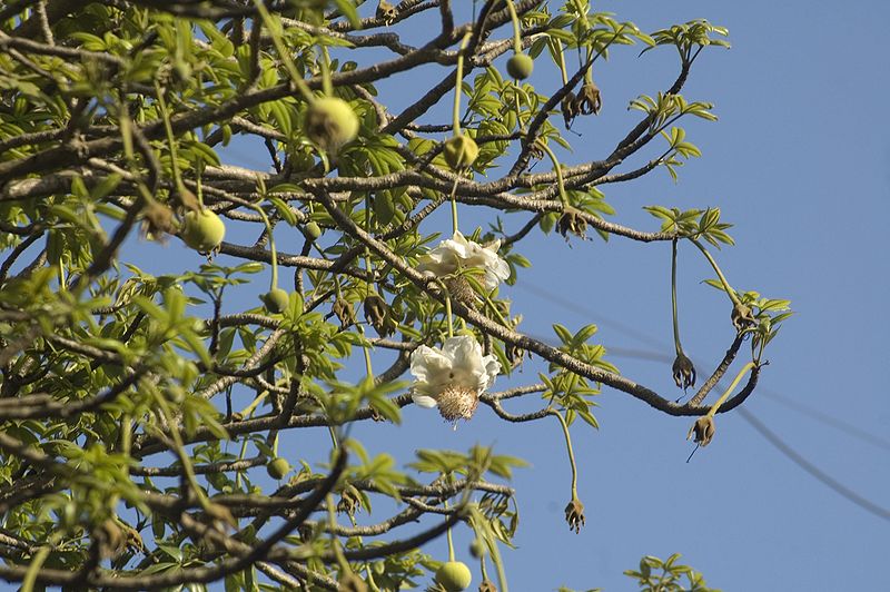 File:Baobab Flowers.jpg