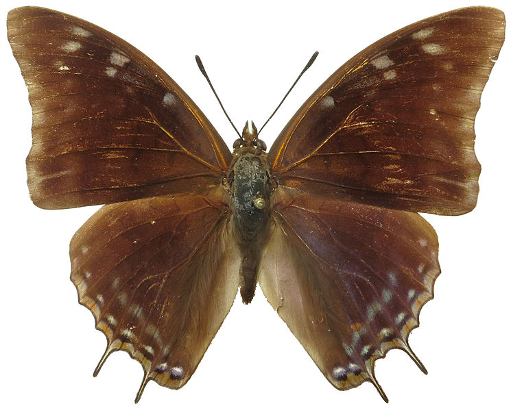 File:Charaxes viola picta male.jpg