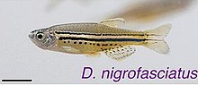 Danio nigrofasciatus 2.jpg