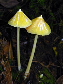 Entoloma murraii 53124.jpg