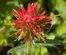 Flower with many narrow, red, elongate petals