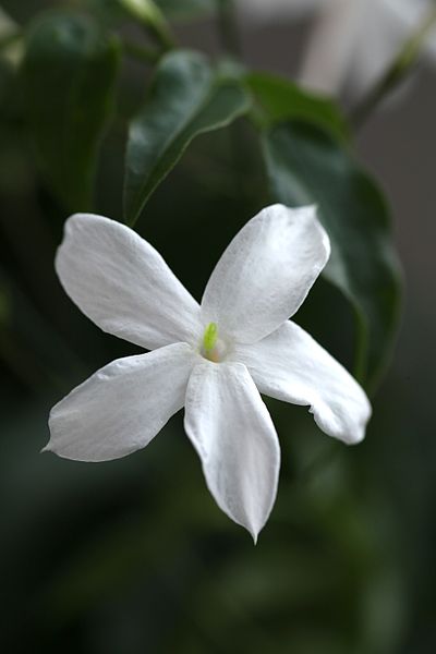 Archivo:Jasminum officinale.JPG