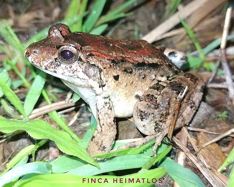 Archivo:Leptodactylus wagneri 85697004.jpg