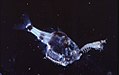 The marine hatchetfish (here eating a small crustacean) lives in extreme depths. It is luminous, and can adjust its light level to match the light coming from the surface, so as not to be visible to predators below.