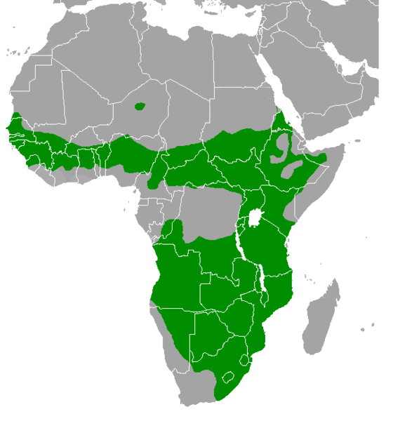 File:Numida meleagris range map.png