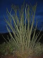 Ocotillo with leaves outside Tucson Mountains after a rainfall event