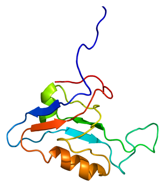 File:Protein SCRIB PDB 1uju.png