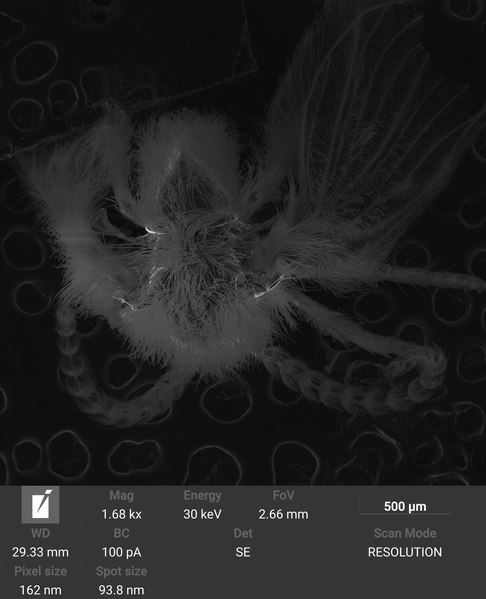 File:Psychodidae SEM top view.tif