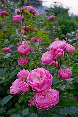 'Rosa 'Walferdange' Россия. Владимирская область, частный сад