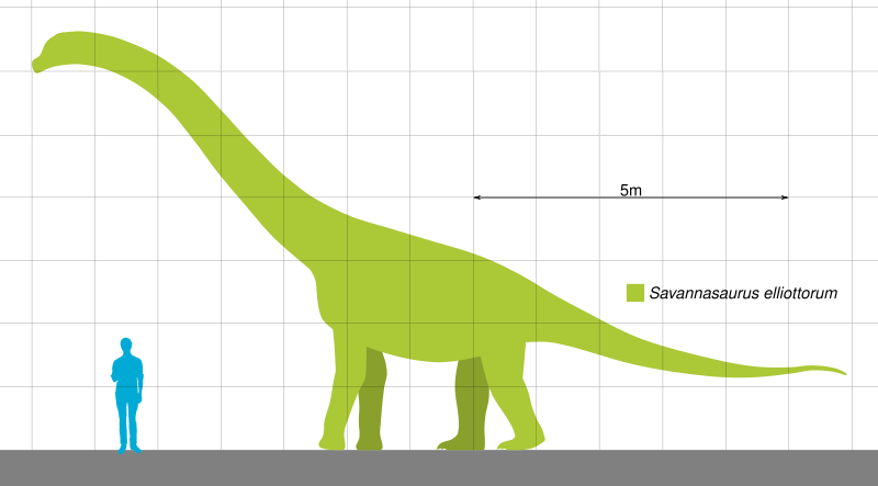 File:Savannasaurus Scale.svg