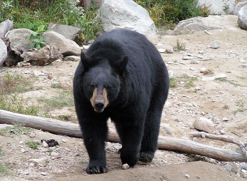 Файл:Schwarzbär-Omega Park.jpg