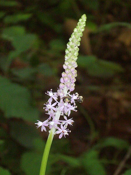 File:Scilla scilloides 02.JPG