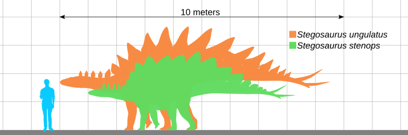 File:Stegosaurus size comparison.svg