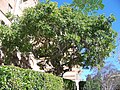 Tree on UCLA campus, Los Angeles, California, USA.