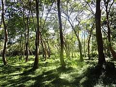 Bosque en las zonas montañosas de Borota, estado Táchira.