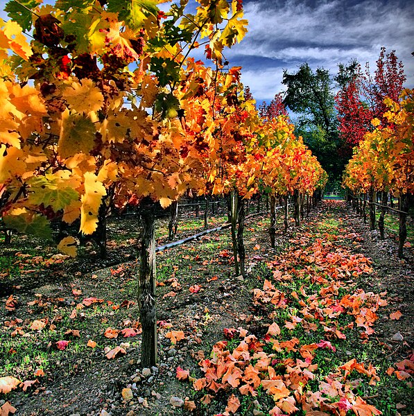 File:Vineyard in Napa Valley.jpg