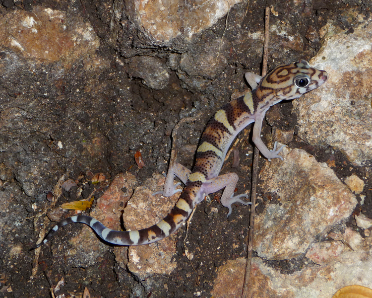 File:Yucatan Banded Gecko.PNG