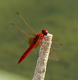 Crocothemis erythraea