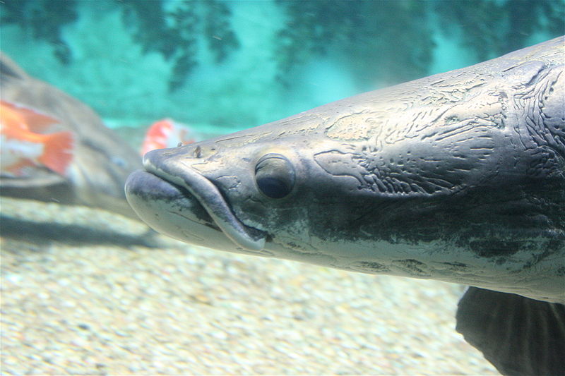 File:Arapaima g.jpg