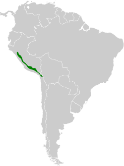 Distribución geográfica del canastero peruano.