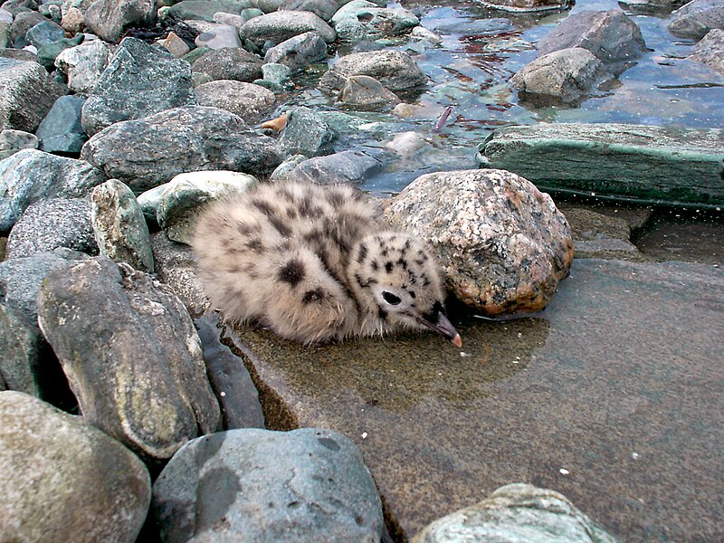 File:Baby gull.jpg