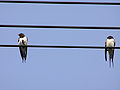 Barn Swallows in Japan