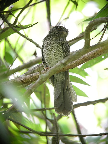 Archivo:Barred Owlet-Nightjar.jpg