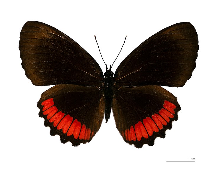 File:Biblis hyperia MHNT dos.jpg