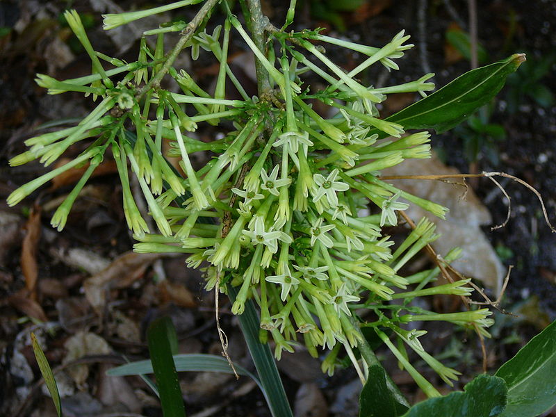 File:Cestrum nocturnum 2.jpg