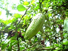 Citrus australasica green fruit1.JPG