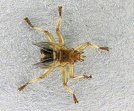 Бескрылая Crataerina pallida