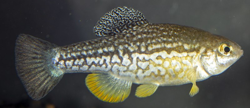 File:Cualac tessellatus.tif