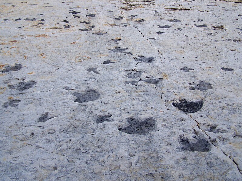 File:Dinosaur Ridge tracks.JPG