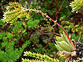 Miniatura para Dudleya candelabrum