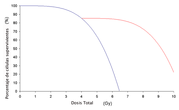 This is a graph showing the effect of fractionation on the ability of gamma rays to cause cell death. The blue line is for cells which were not given any time to recover, while the red line is for cells which were allowed to stand for a time and recover.