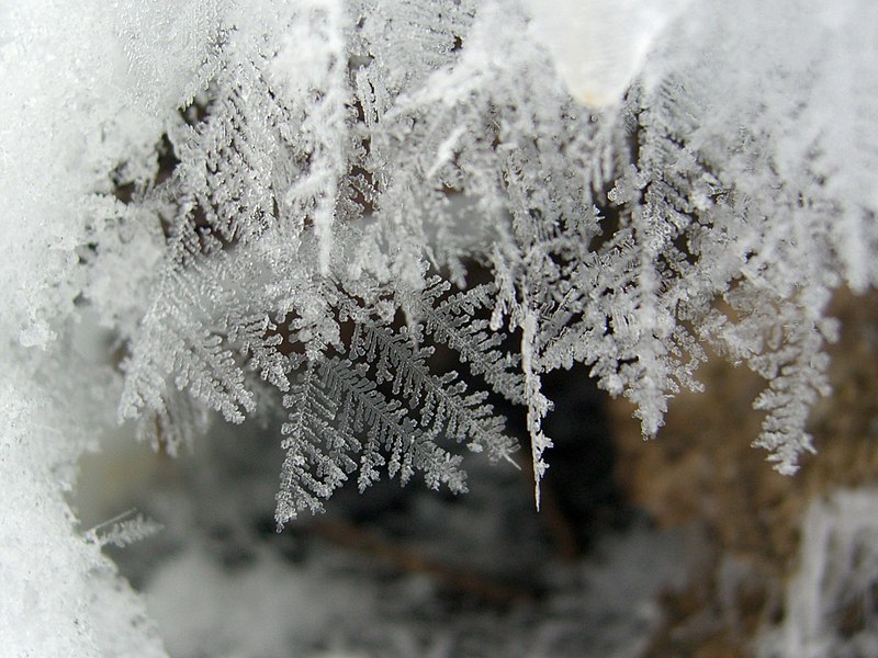 File:Feathery Snow Crystals (2217830221).jpg